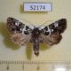 52174p-Noctuidae-Karana-laetivirens-Primorye-5