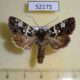 52175p-Noctuidae-Karana-laetivirens-Primorye-6