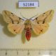 52184p-Arctiidae-Spilarctia-seriatopunctata-Primorye-4