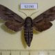 52190p-Sphingidae-Hyloicus-morio-Primorye-7