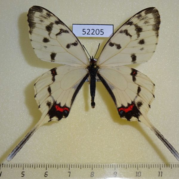 Papilionidae Sericinus montela Primorye