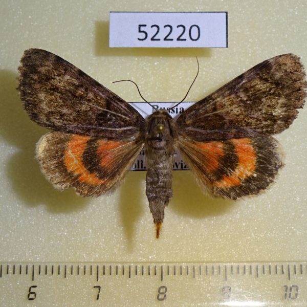 Noctuidae Catocala kotshubeji f Primorye