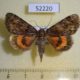 52220p-Noctuidae-Catocala-kotshubeji-f-Primorye-20