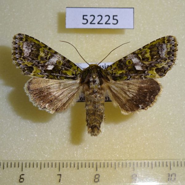 Noctuidae Trachea punkikonis Primorye