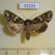 52225p-Noctuidae-Trachea-punkikonis-Primorye-7