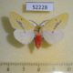 52228p-Arctiidae-Lemyra-jankowskii-Primorye-5