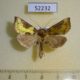 52232p-Noctuidae-Diachrysia-stenochrysis-Primorye-6