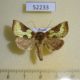 52233p-Noctuidae-Diachrysia-nadeja-Primorye-6