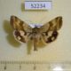 52234p-Noctuidae-Heliothis-viriplaca-Primorye-6