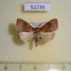 52236p-Noctuidae-Gelastocera-exusta-Primorye-6