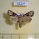 52237p-Noctuidae-Leucapamea-askoldis-Primorye-6