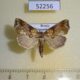 52256p-Noctuidae-Plusiodonta-casta-Primorye-10