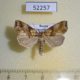 52257p-Noctuidae-Plusiodonta-casta-Primorye-10