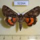 52264p-Noctuidae-Catocala-kotshubeji-Primorye-15
