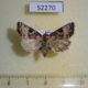 52270p-Noctuidae-Eucarta-amethystina-Primorye-6