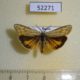 52271p-Arctiidae-Spiris-striata-Khakassia-rep.-6