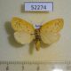 52274p-Arctiidae-Stigmatophora-leacrita-Primorye-6
