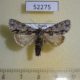 52275p-Noctuidae-Acronicta-adaucta-Primorye-6