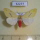 52277p-Arctiidae-Lemyra-jankowskii-Primorye-5