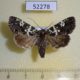52278p-Noctuidae-Karana-laetivirens-f-Primorye-7