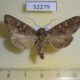 52279p-Noctuidae-Mamestra-brassicae-f-Primorye-6