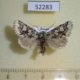 52283p-Noctuidae-Feralia-sauberi-Khakassia-rep.-8