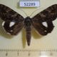 52289p-Noctuidae-Catocala-nagioides-Primorye-6