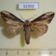 52302p Notodontiidae Allodonta leucodera Primorye $6