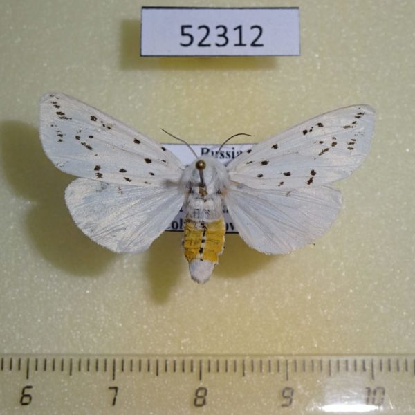 Arctiidae Spilosoma lubricipedum Primorye