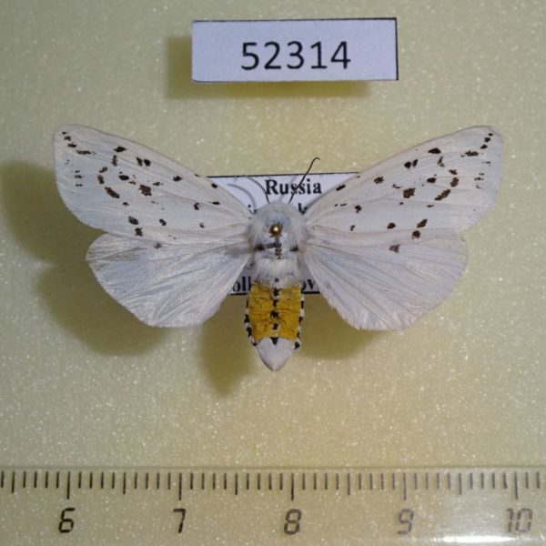 Arctiidae Spilosoma lubricipedum Primorye