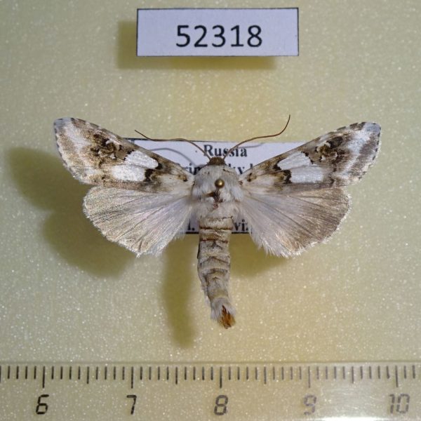 Noctuidae Cucullia jankowskii Primorye