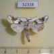 52318p-Noctuidae-Cucullia-jankowskii-Primorye-17