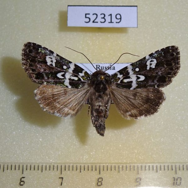 Noctuidae Karana laetivirens f Primorye