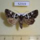 52319p-Noctuidae-Karana-laetivirens-f-Primorye-7
