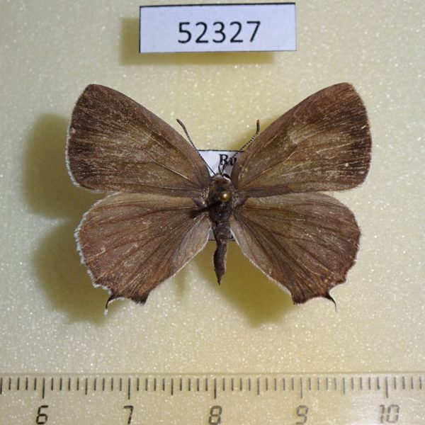Lycaenidae Favonius saphirinus f Primorye