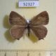 52327p-Lycaenidae-Favonius-saphirinus-f-Primorye-18