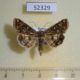 52329p-Noctuidae-Protoscinia-scutosa-Primorye-7