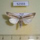 52333p-Noctuidae-Senta-flammea-Primorye-8