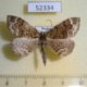 52334p-Geometridae-Scionomia-parasinuosa-Primorye-7