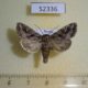 52336p-Noctuidae-Sideridis-incommoda-Primorye-7
