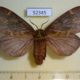 52345p-Lasiocampidae-Amurilla-subpurpurea-f-Primorye-8