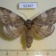 52347p-Notodontidae-Peridea-gigantea-f-Primorye-8
