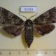 52353p-Sphingidae-Dolbina-tancrei-f-Primorye-10
