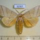 52357p-Notodontidae-Euchampsonia-cristata-Primorye-7