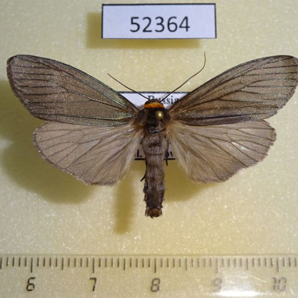 Arctiidae Macrobrochis staudingeri Primorye