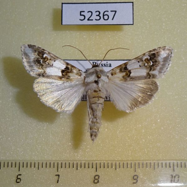 Noctuidae Cucullia jankowskii Primorye