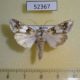 52367p-Noctuidae-Cucullia-jankowskii-Primorye-17