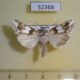 52368p-Noctuidae-Cucullia-jankowskii-Primorye-17