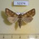 52374p-Noctuidae-Conisania-luteago-Khakassia-rep.-9