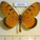 52379p-Nymphalidae-Acraea-violae-Thailand-6